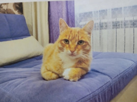День кошек День кошек.